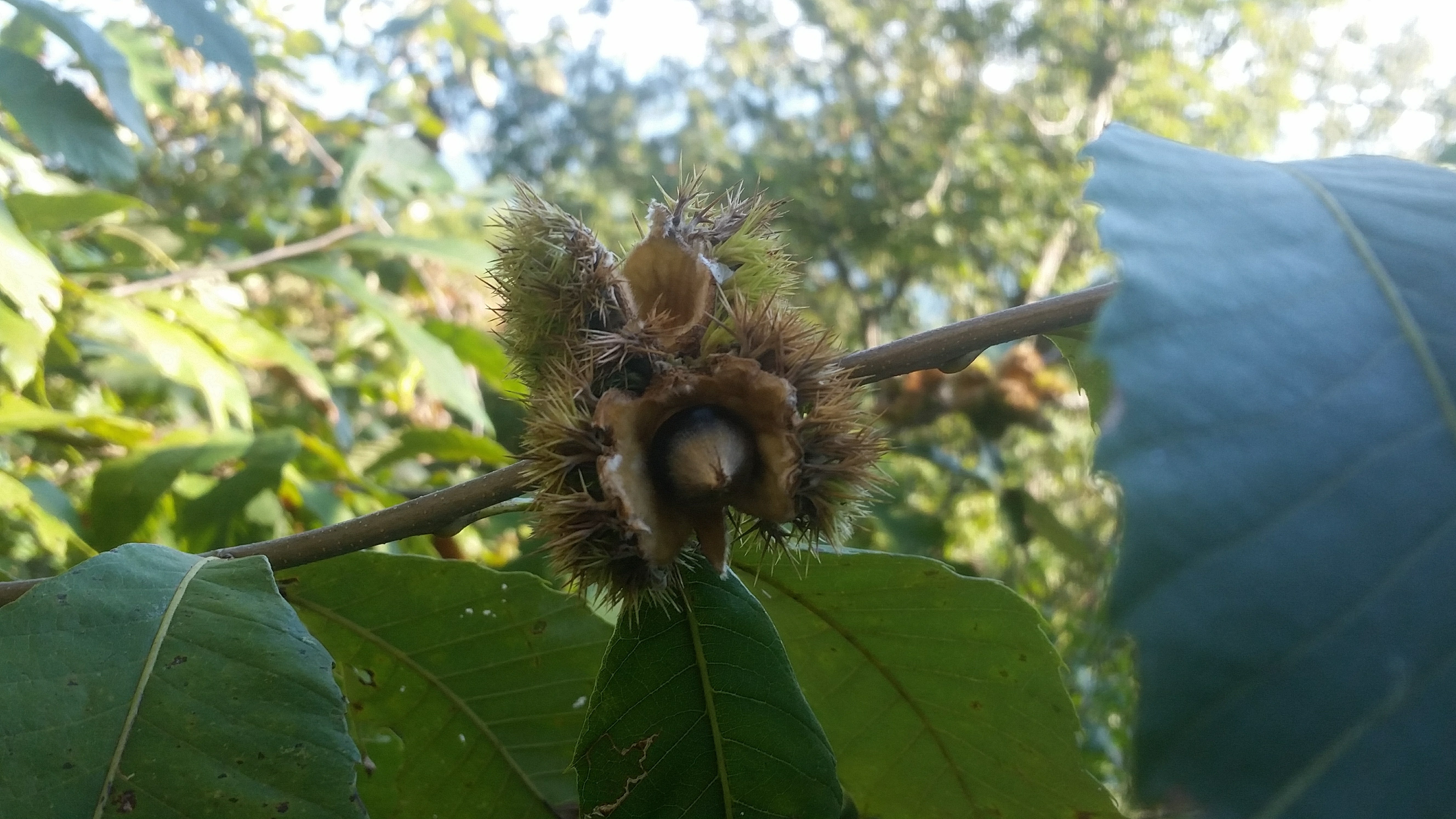 close up of chinquapin nut in a bur growing on twig, with green foliage also attached to twig 